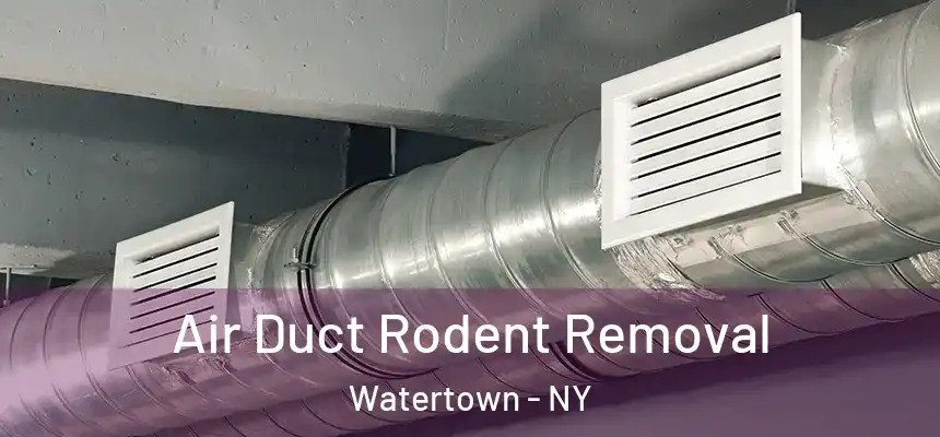 Air Duct Rodent Removal Watertown - NY